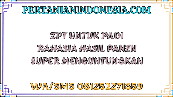 ZPT Untuk Padi Rahasia Hasil Panen Super Menguntungkan
